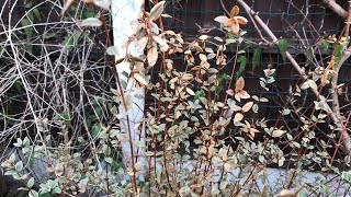 Variegated Chilean Guava  Ugni Molinae Flambeau   not as cold hardy as my Pineapple Guavas [upl. by Daph]