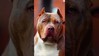 Pitbull vs Cane corso Husky Nepolitan mastiff Bite force comparison shorts viral ytshorts dogs [upl. by Rothstein]