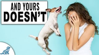 4 Reasons Everyone Elses Dog Listens To Them [upl. by Anitak485]