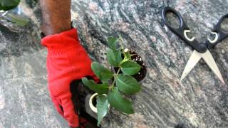 How to Grow Roses from Cuttings Fast and Easy [upl. by Farhi416]