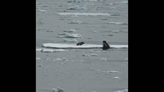 Killer Whale Hunting Seal  Antarctica  Lindblad Expeditions [upl. by At410]