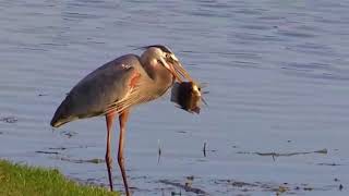 Heron Catching Fish with Sigma 150600mm [upl. by Nayt]