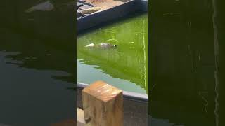 Terrapins sunbathing terrapins turtle pets animals fypシ゚viral fyp foryou fypyoutube [upl. by Elfrieda]