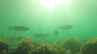 Fische der Ostsee Unterwasseraufnahmen von Meerforelle Dorsch Hornhecht Plattfisch [upl. by O'Donovan825]