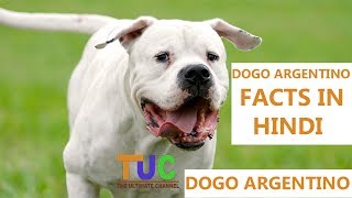 Dogo Argentino Dog Facts In Hindi  Dog Facts  Popular Dogs  The Ultimate Channel [upl. by Ylrebma]