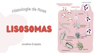 Lisosomas  Histología de Ross [upl. by Staw]