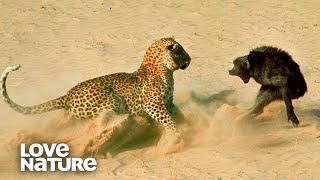 Baboon Troop Faces Down Hungry Leopard  Love Nature [upl. by Aramoiz]