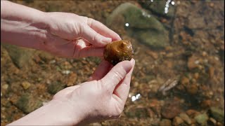 Protect biodiversity Research into the decline of a global hotspot of freshwater mussels long [upl. by Acinok268]