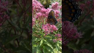 Ruby Joe Pye Weed for Small Space Gardens pollinatorgarden [upl. by Armbruster]