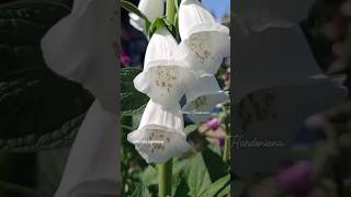 🌸 Foxgloves 🌸 Digitalis 🌸 [upl. by Aneerol]