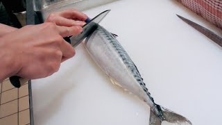 GRAPHIC  How to fillet a fish  Mackerel  Japanese technique  サバのさばき方 [upl. by Lawlor]