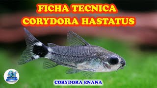 FICHA TECNICA CORYDORA HASTATUS [upl. by Atsocal]