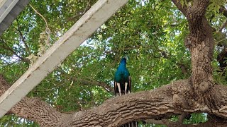 Tiruchendur Om Muruga Official is live [upl. by Ahseiuqal]