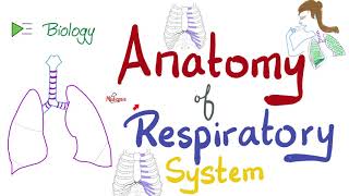 Anatomy of the Respiratory System  An Overview  Biology Anatomy and Physiology [upl. by Warner]