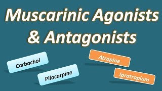 Muscarinic agonists and antagonists [upl. by Secor]