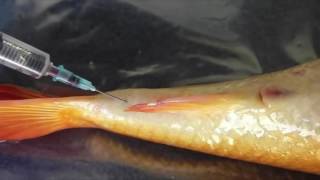 CAP 61 VETERINARIO ONLINE MUESTRA SANGRE PECES veterinario de peces [upl. by Alael704]