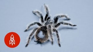 This Tarantula’s Curly Hair is a Weapon In Disguise [upl. by Renckens]