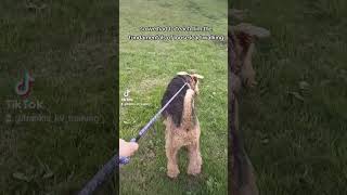 Airedale terrier pulling on the lead dogtraining airedaleterrier [upl. by Ainesell]