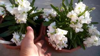 928  How to grow n care Hoary Stock Matthiola Incana stockGilli Flower Hindi Urdu 9219 [upl. by Downing]