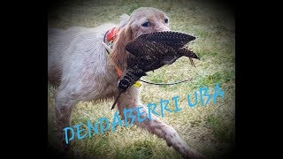 CAZANDO BECADAS setter inglés Dendaberri Uba 2018 Chasse a la becasse caccia becaccia [upl. by Aitekram205]