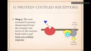 Cell SignalingG Protein Coupled Receptors [upl. by Ramuk760]