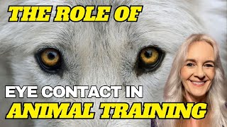 Exploring the Role of Eye Contact In Animal Training [upl. by Aleris]