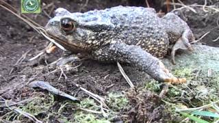 Bufo spinosus SAPO COMÚN [upl. by Norita]