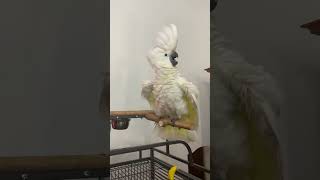 Umbrella cockatoo Angry Bird saying WTF shorts [upl. by Notsgnik760]