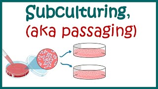 Mammalian cell culture 1  introduction to cell culture [upl. by Sisco]