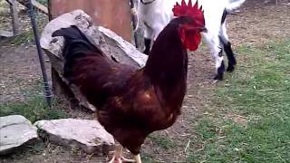 Rooster Crowing [upl. by Janis]