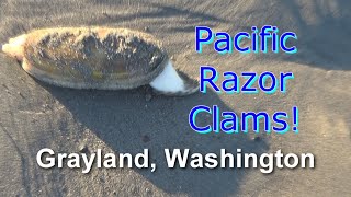 2023 Washington Razor Clamming [upl. by Seltzer]