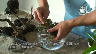 Tutorial Trucs et astuces pour planter vos plantes daquarium [upl. by Ariaz]