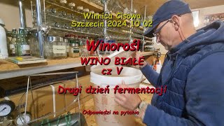 WINOROŚL  WINO BIAŁE czV drugi dzień fermentacji  Winnica Cisowa 2024 10 02 [upl. by Cristina]