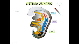 Embriologia del Sistemas Genitourinario LANGMAN😃 Medicina [upl. by Willumsen552]