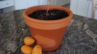 How to Grow a Mango Tree from Seed [upl. by Nivrem742]