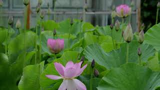 Nelumbo Nucifera [upl. by Edgar]