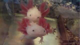 Axolotl Ambystoma Mexicanum HD [upl. by Novy]