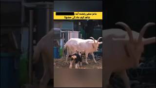 ماعز صغير رفضته أمه 💔 شاهد كيف عاد إليها بحيلة ذكية‼️😯 [upl. by Rramal]