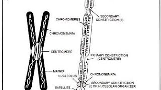 structure of chromosome centrmere chromonema chromomere telomere neet [upl. by Sherry]