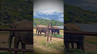 Jeep Safari 🐘🐻🦃 bannerghattanationalpark junglesafari elephant bear birds travelvlog [upl. by Gibbons]