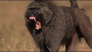 Powerful BaBoon Attack Leopard Hyena Wild Dogs [upl. by Edithe]