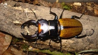 Odontolabis spectabilis  Stag Beetle  HirschkÃ¤fer [upl. by Shah]