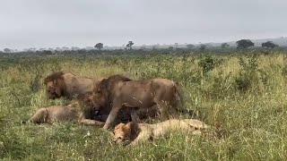 Kambula Male Lions on Buffalo Kill with Sister  Mapogos Great Grandsons  22 March 2024 [upl. by Anyek]