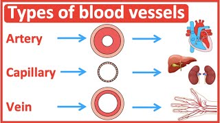 Types of blood vessels  Artery capillary amp vein  Easy learning video [upl. by Onifled53]