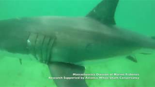 Upclose video Great white shark eats seal warning Graphic footage [upl. by Olwena]