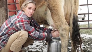 Milking Miss Tulip Our Family Milk Cow [upl. by Inajar]