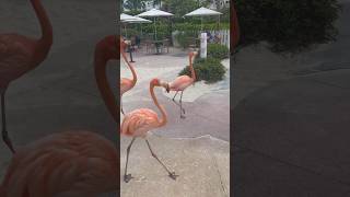 A Flamingle🦩 bahamas bahamar nassau enjoy shortvideo short shorts shortsfeed youtube [upl. by Hoppe]