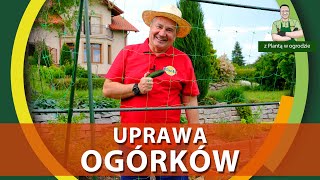 Uprawa ogórków na siatce  Z PLANTĄ W OGRODZIE [upl. by Atinrehs73]