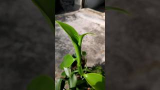 Grow Vanilla orchids  Agrogreenfield vanilla orchids [upl. by Aniral]