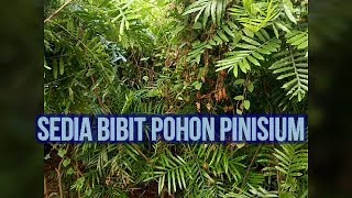 Pohon Pinisium Pohon Kiara Payung Untuk Penghijauan [upl. by Berna]